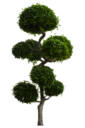 Beautiful ornamental tree, Green topiary tree, Green leaves ornamental plant, big bonsai, Suitable for use in architectural design or Decoration work isolated on white background for graphic. with clipping pathの写真素材