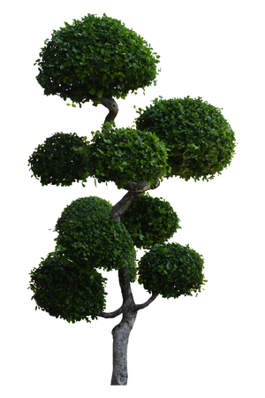 Beautiful ornamental tree, Green topiary tree, Green leaves ornamental plant, big bonsai, Suitable for use in architectural design or Decoration work isolated on white background for graphic. with clipping pathの写真素材