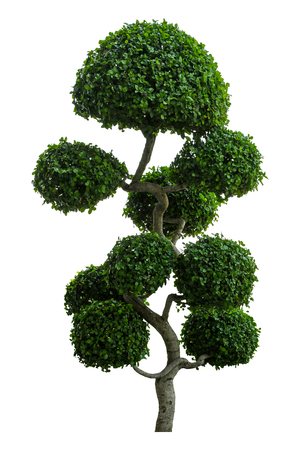 Beautiful ornamental tree, Green topiary tree, Green leaves ornamental plant, big bonsai, Suitable for use in architectural design or Decoration work isolated on white background for graphic. with clipping pathの写真素材