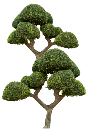 Beautiful ornamental tree on white background, Green topiary tree, Green leaves ornamental plant, big bonsai, with clipping pathの写真素材
