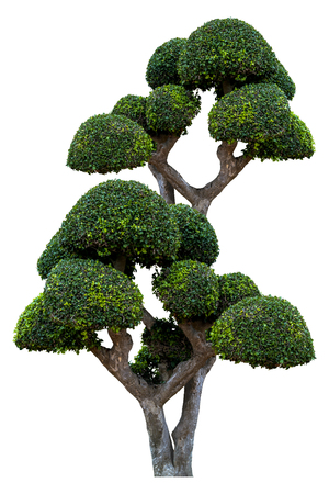 Beautiful ornamental tree on white background, Green topiary tree, Green leaves ornamental plant, big bonsai, with clipping pathの写真素材