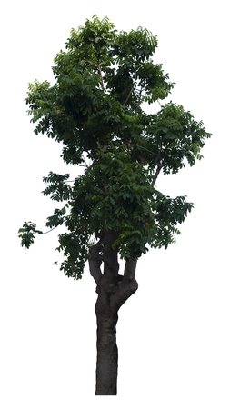Beautiful fresh green deciduous tree isolated on pure white background for graphic. with clipping pathの写真素材