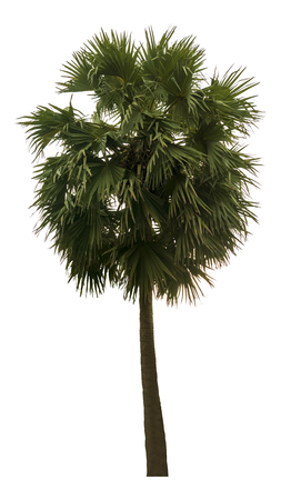 Washington Palm Tree isolated on white background with a high resolution suitable for graphic. with clipping pathの写真素材