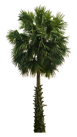 Washington Palm Tree isolated on white background with a high resolution suitable for graphic. with clipping pathの写真素材