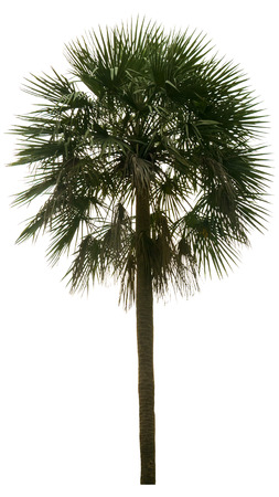 Washington Palm Tree isolated on white background with a high resolution suitable for graphic. with clipping pathの写真素材