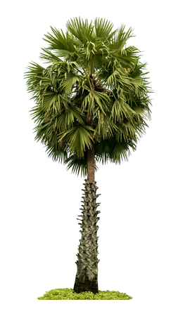 Washington Palm Tree isolated on white background with a high resolution suitable for graphic. with clipping pathの写真素材