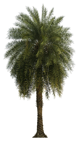Washington Palm Tree isolated on white background with a high resolution suitable for graphic. with clipping pathの写真素材