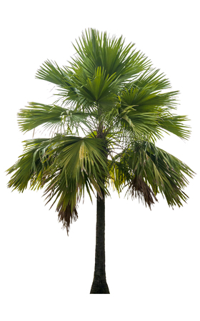 Washington Palm Tree isolated on white background with a high resolution suitable for graphic. with clipping pathの写真素材