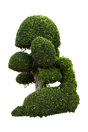 Beautiful ornamental tree, Green topiary tree, big bonsai, Suitable for use in architectural design or Decoration work isolated on white background for graphic. with clipping pathの写真素材