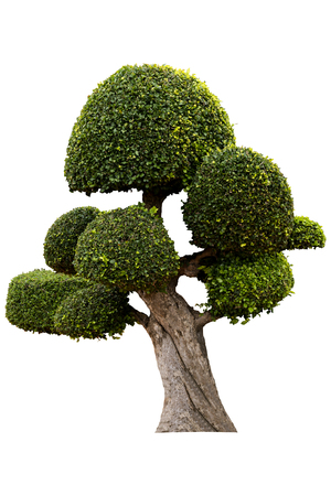 Beautiful ornamental tree, Green topiary tree, big bonsai, Suitable for use in architectural design or Decoration work isolated on white background for graphic. with clipping pathの写真素材