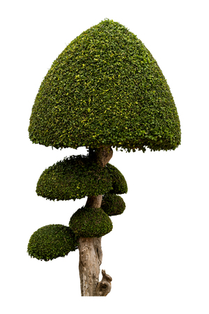 Beautiful ornamental tree, Green topiary tree, big bonsai, Suitable for use in architectural design or Decoration work isolated on white background for graphic. with clipping pathの写真素材