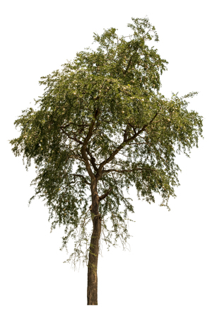 Beautiful fresh green deciduous tree isolated on pure white background for graphic. with clipping pathの写真素材