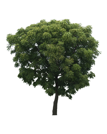 Beautiful fresh green deciduous tree isolated on pure white background for graphic. with clipping pathの写真素材