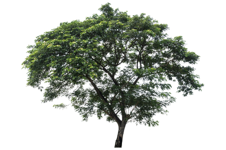 Beautiful fresh green deciduous tree isolated on pure white background for graphic. with clipping pathの写真素材