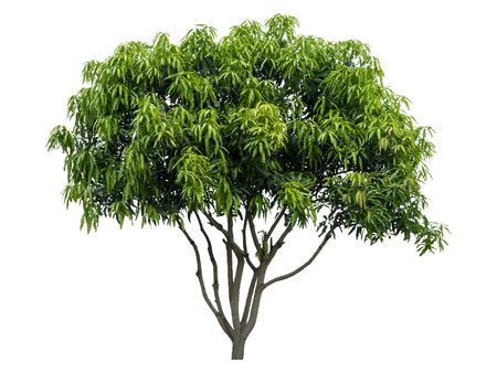 Beautiful fresh green deciduous tree isolated on pure white background for graphic. with clipping pathの写真素材