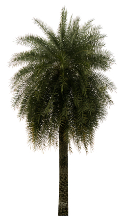 Washington Palm Tree isolated on white background with a high resolution suitable for graphic. with clipping pathの写真素材