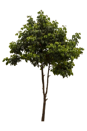 Beautiful fresh green deciduous tree isolated on pure white background for graphic. with clipping pathの写真素材