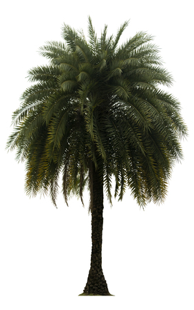 Washington Palm Tree isolated on white background with a high resolution suitable for graphic. with clipping pathの写真素材