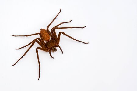 Brown spider 8-pin predator, isolated on white. With copy areaの写真素材
