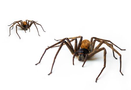 Brown spider 8-pin predator, isolated on white. With copy areaの写真素材