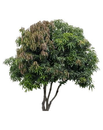 Beautiful fresh green deciduous tree isolated on pure white background for graphic. with clipping pathの写真素材