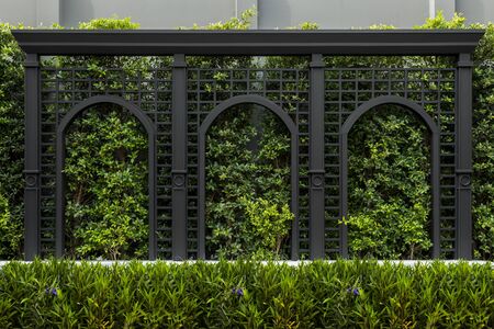 Green fences walls, eco friendly vertical garden backgroundの写真素材