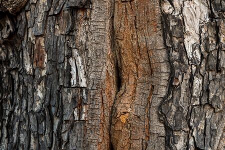 Tree bark texture, bark pattern. selective focus.の写真素材