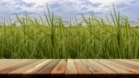 Perspective brown wooden board empty table in front of paddy field in morning time. for product placement or editing your product. Wooden board empty table perspective.の写真素材