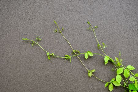 The Green Creeper Plant on a Dark Grey Wall Creates a Beautiful Backgroundの写真素材