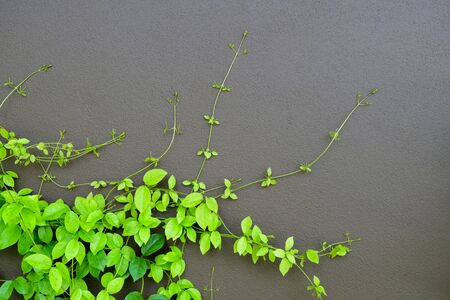 The Green Creeper Plant on a Dark Grey Wall Creates a Beautiful Background