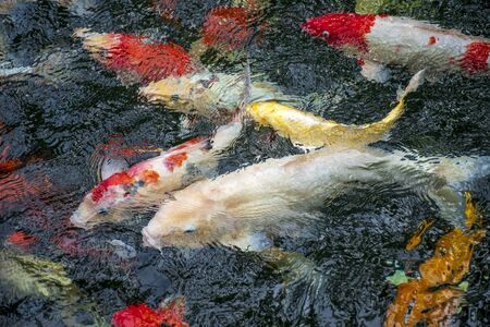 Colourful charming Koi Carp Fishes moving in pond with shadow and light reflection, Carp fishes swims under water surface. Is a species of ornamental fishの写真素材