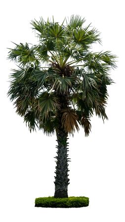 Washington Palm Tree isolated on white background with a high resolution suitable for graphicの写真素材