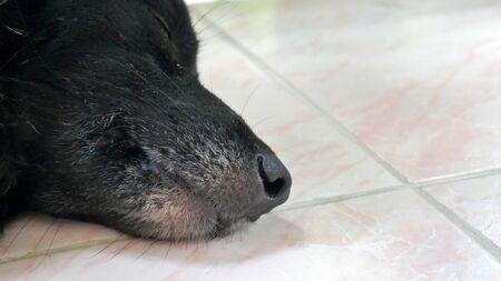 black dog sleeping. Muzzle in focusの写真素材