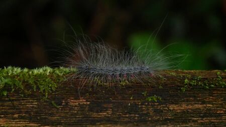 Caterpillar with poisonous hairs in the tropical rain forest in Gunung Mulu National Park, Borneoの写真素材