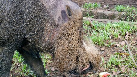 Bornean bearded pig at Bako Nationalpark, Borneo, Malaysia の写真素材