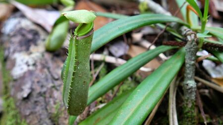 Tropical Pitcher Plant at Bako Nationalpark, Borneo, Malaysiaの写真素材