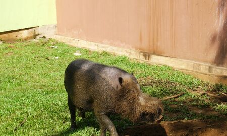 Bornean bearded pig at Bako Nationalpark, Borneo, Malaysia の写真素材