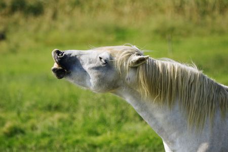 Funny horseの写真素材