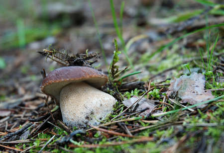 Boletus edulis in Russia forestの写真素材