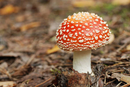 Fly agaricの写真素材