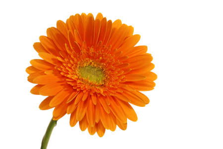 Orange gerbera isolated on whiteの写真素材
