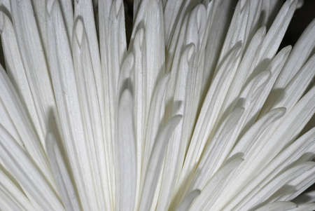 Flower backgroundの写真素材