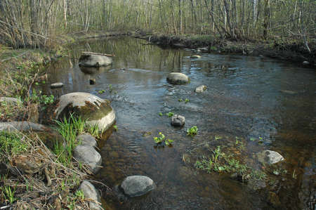 Forest riverの写真素材