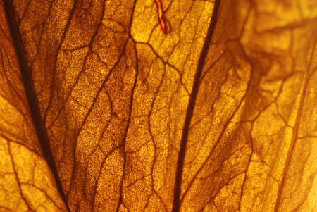 Leaf