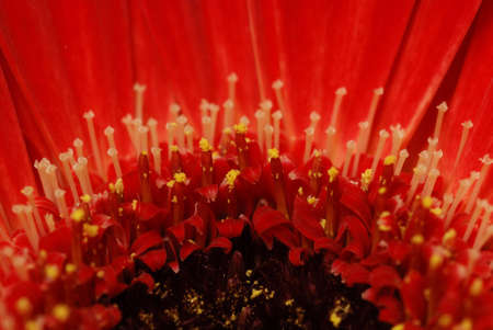 Red gerbera super macroの写真素材