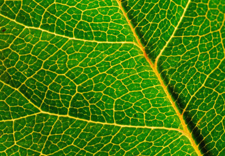 Close up of green leaf showing detailed veining.の写真素材
