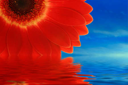 Red gerbera isolated on whiteの写真素材