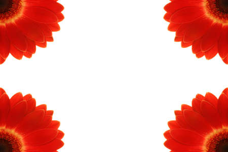 Red gerbera isolated on whiteの写真素材