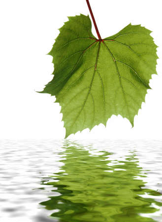 Green leaf with detailed veins, reflected on rippled waterの写真素材
