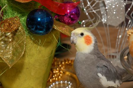 Christmas birdの写真素材
